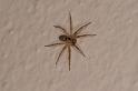 Oecobius_annulipes_D3217_Z_85_Valle Gran Rey_Spanje